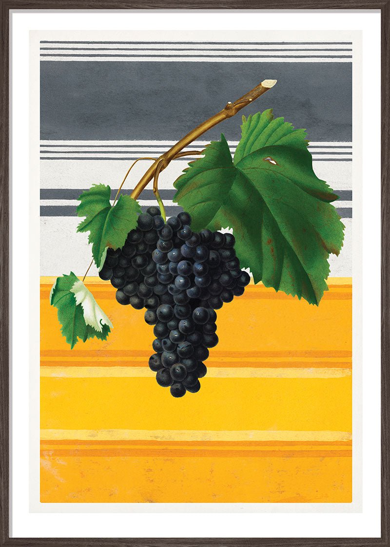 Canaiolo Grape and Stripes