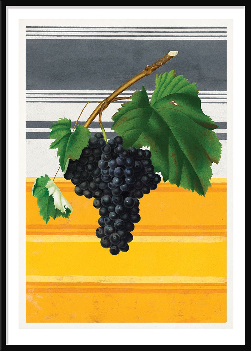 Canaiolo Grape and Stripes