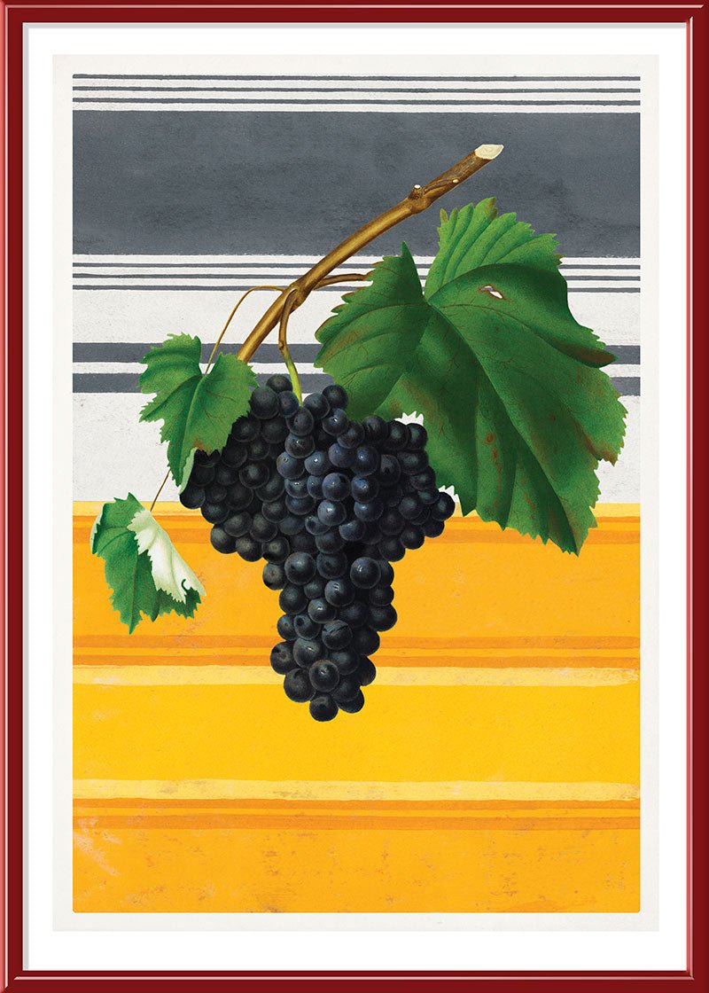 Canaiolo Grape and Stripes