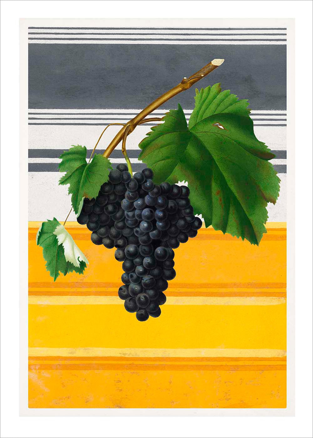 Canaiolo Grape and Stripes