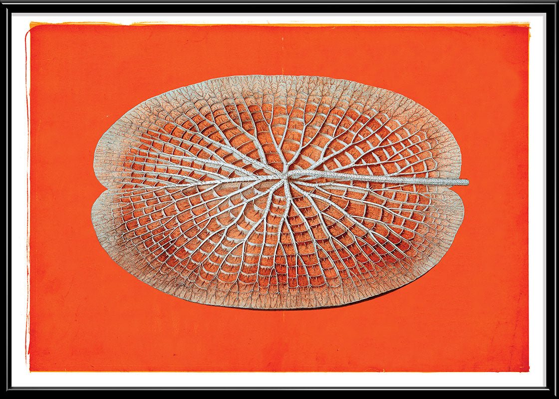 Giant Water Lily Orange
