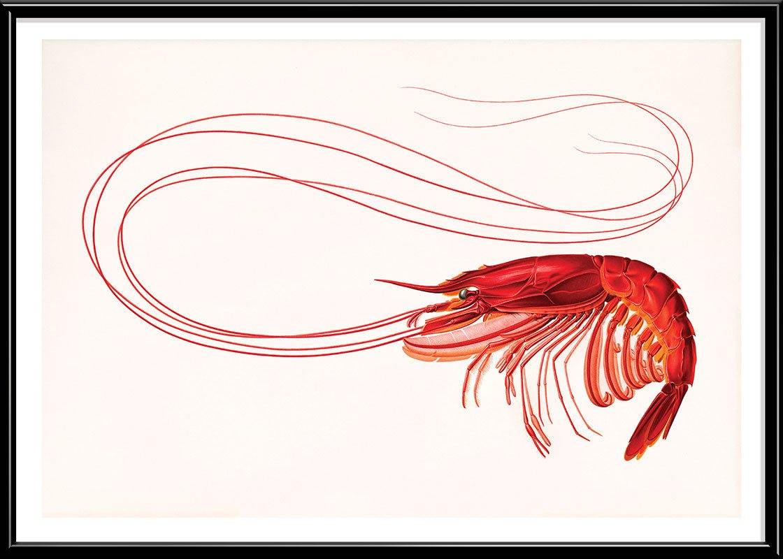 Red Shrimp