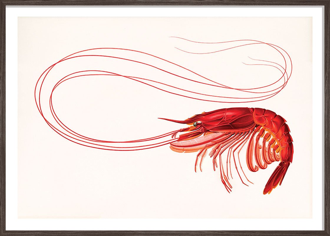 Red Shrimp