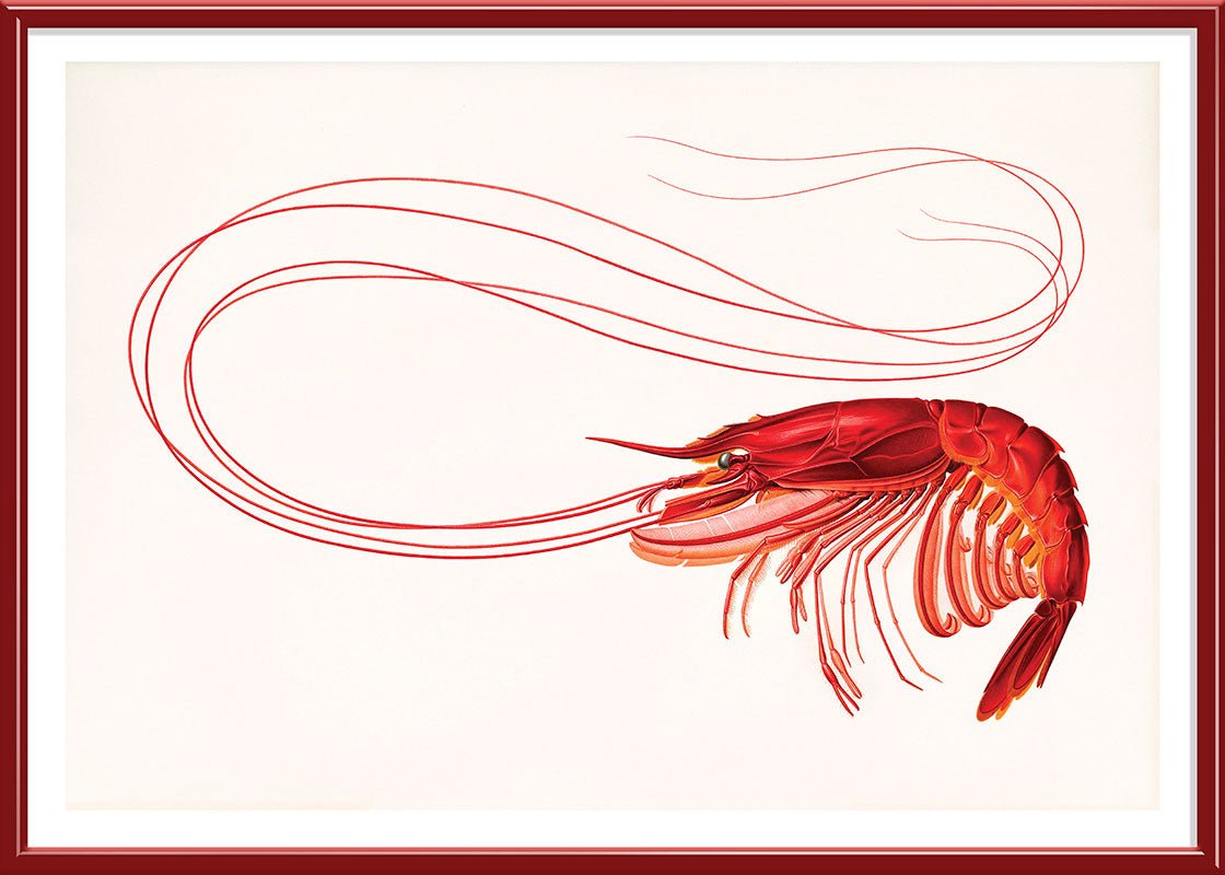 Red Shrimp