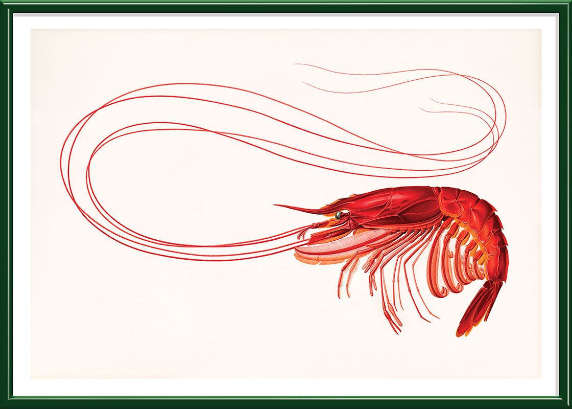 Red Shrimp