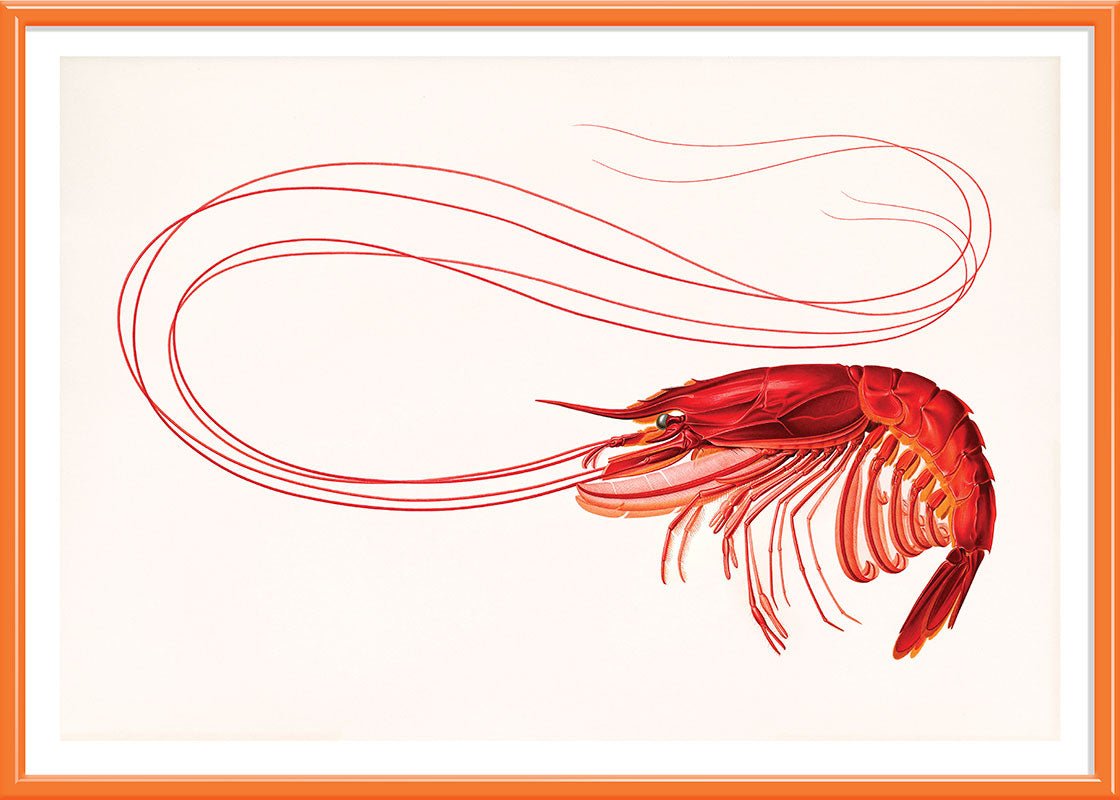 Red Shrimp