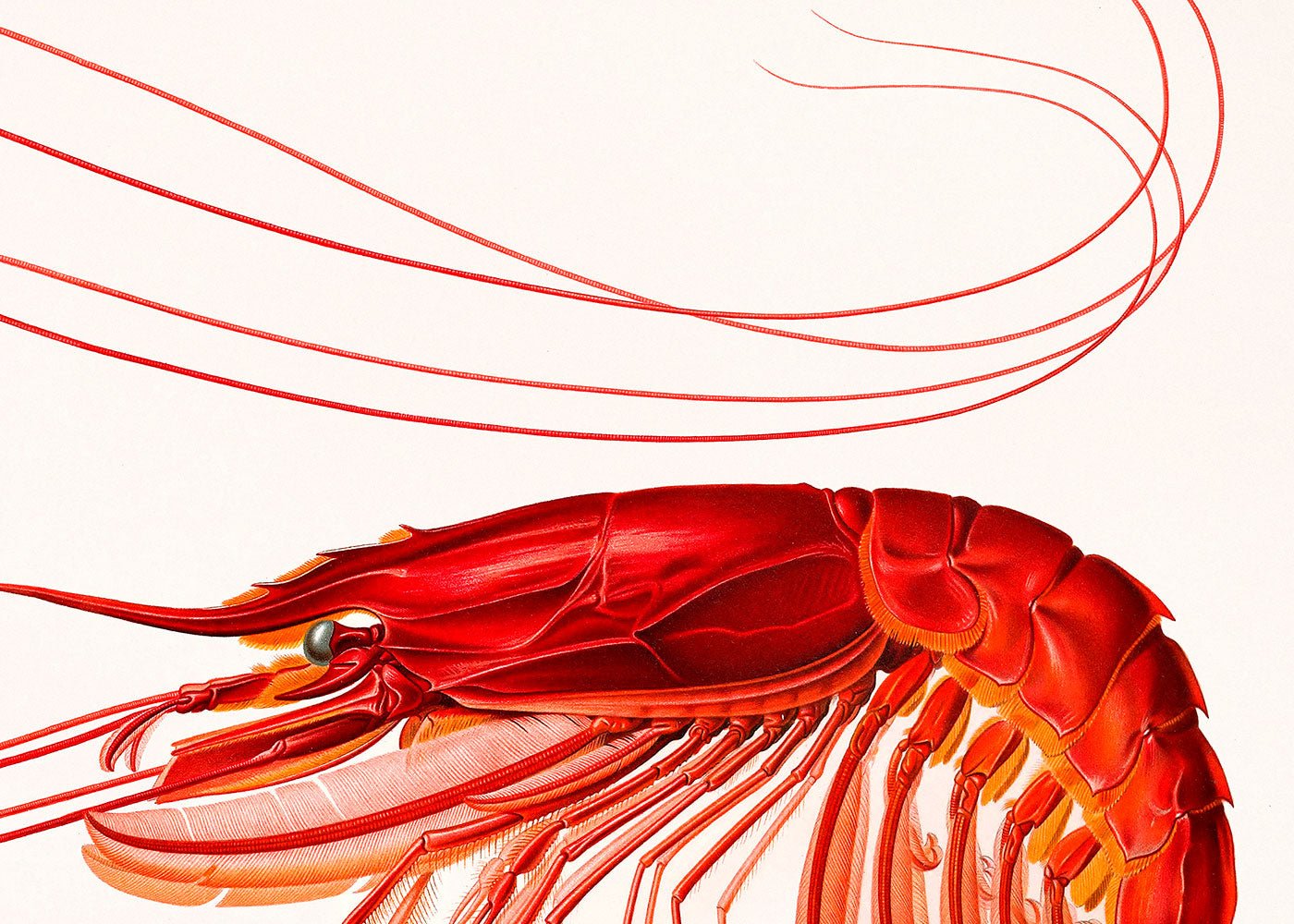 Red Shrimp