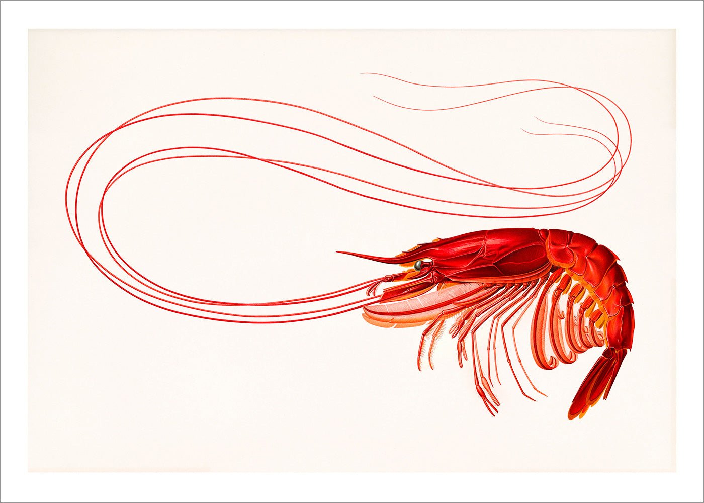 Red Shrimp