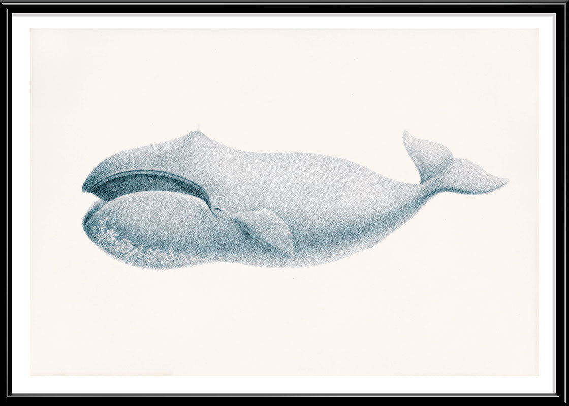 Blue Whale