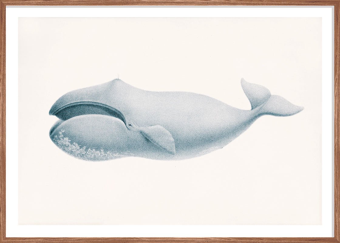 Blue Whale