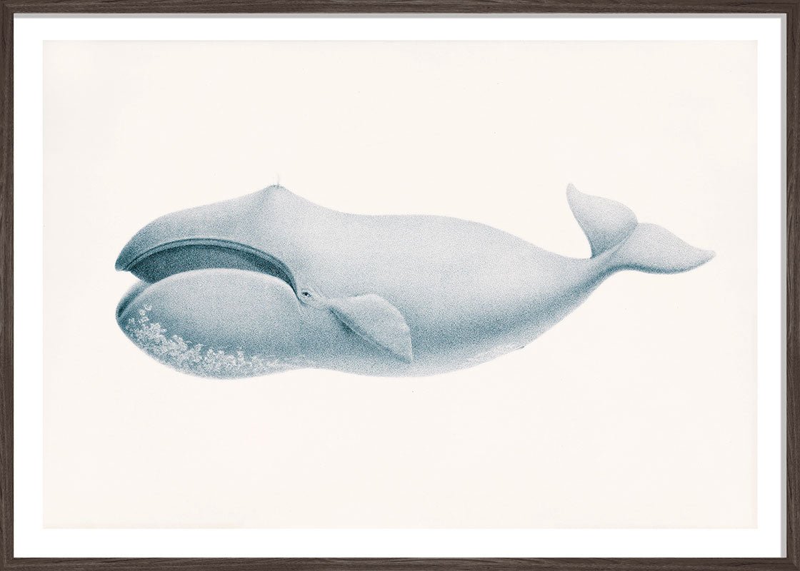 Blue Whale