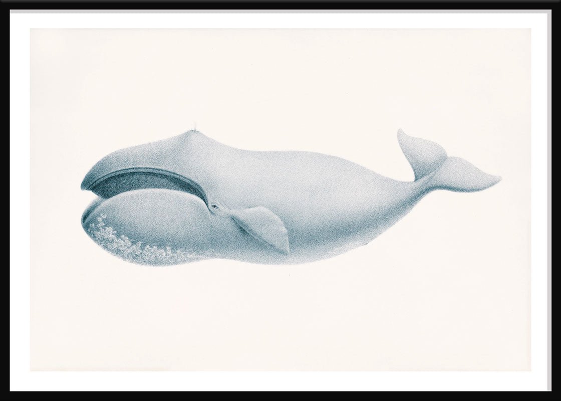 Blue Whale