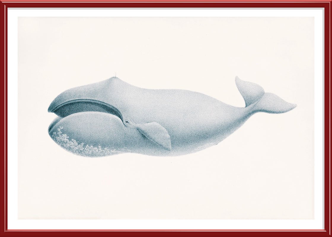 Blue Whale