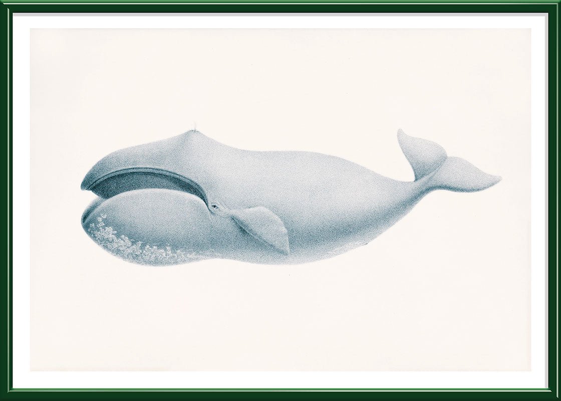Blue Whale