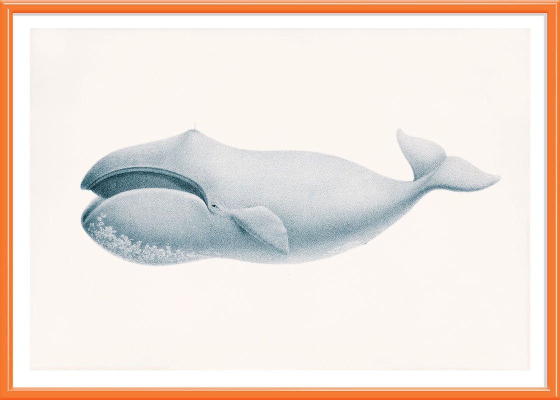 Blue Whale