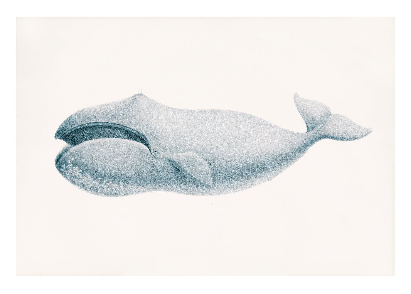 Blue Whale
