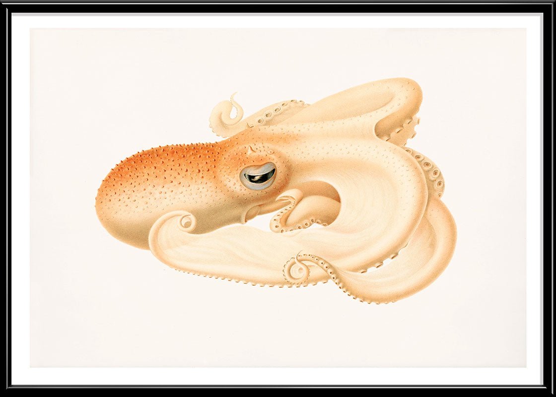 Soft Octopus