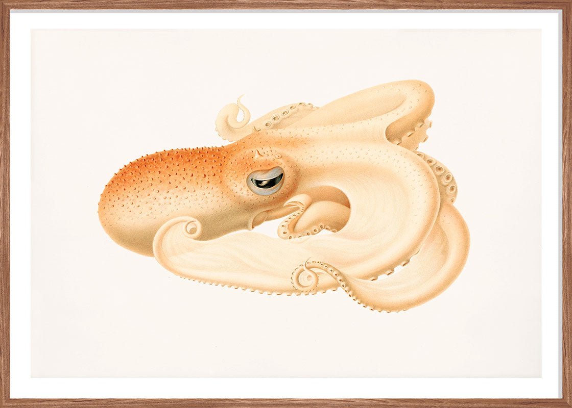 Soft Octopus