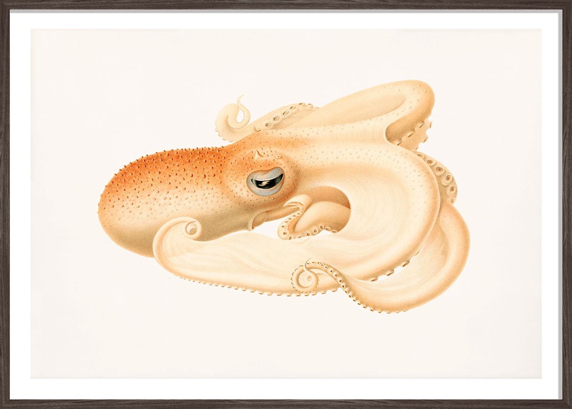 Soft Octopus