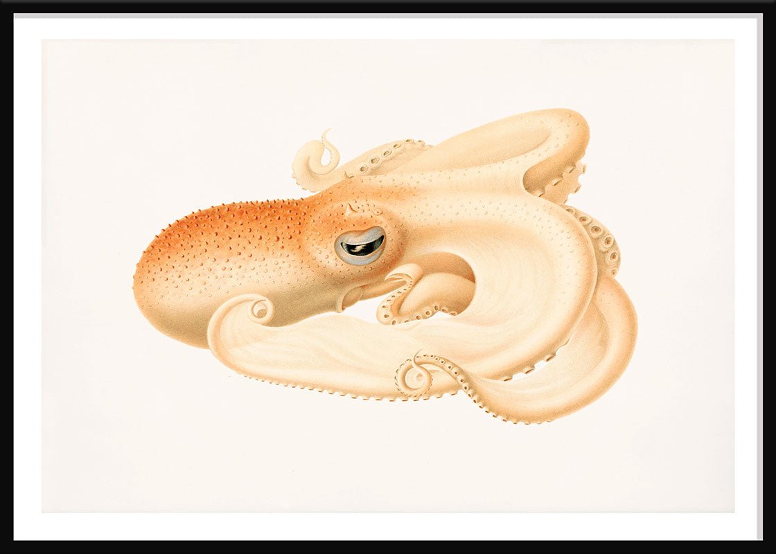 Soft Octopus