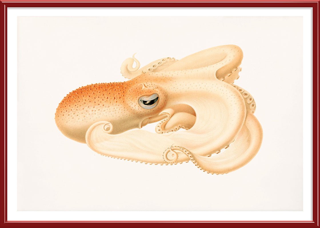 Soft Octopus