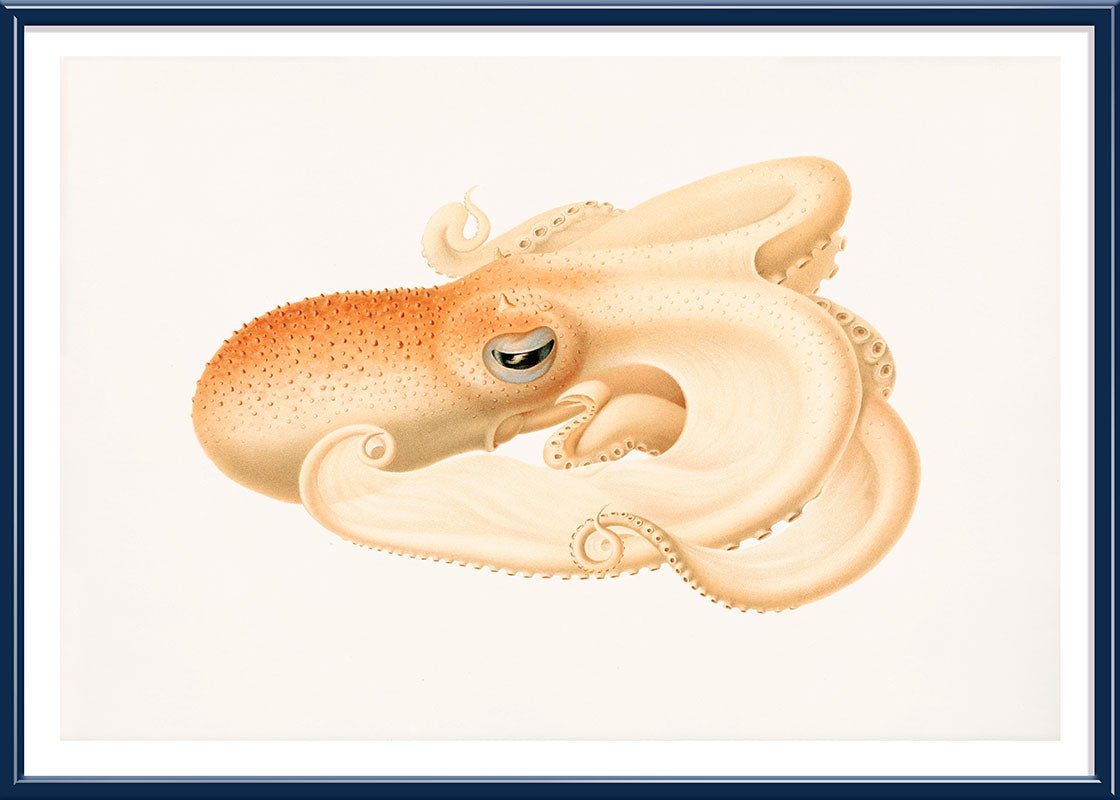 Soft Octopus
