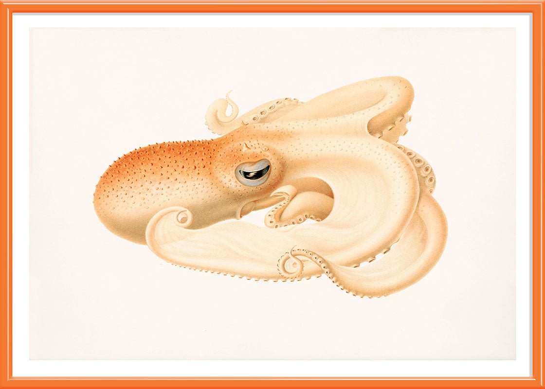 Soft Octopus