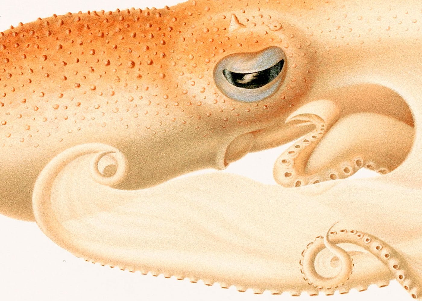 Soft Octopus