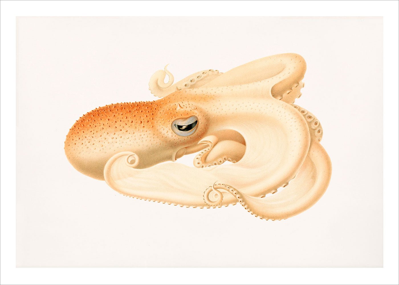 Soft Octopus