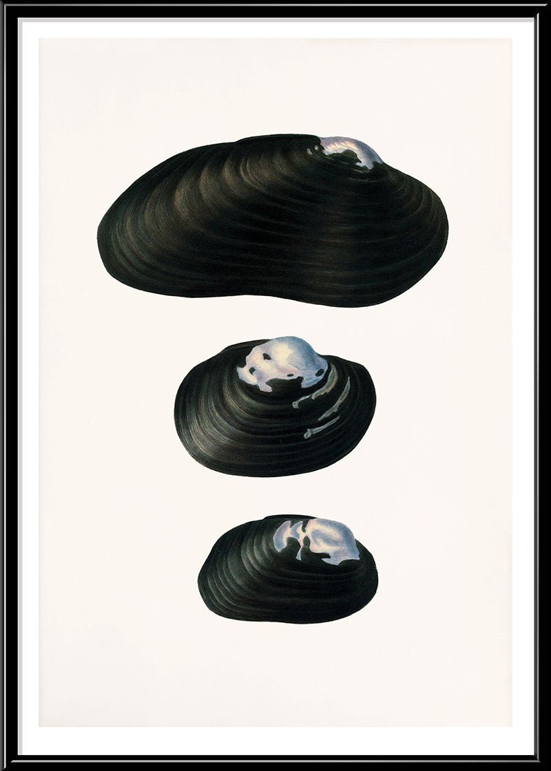 Freshwater Mussel