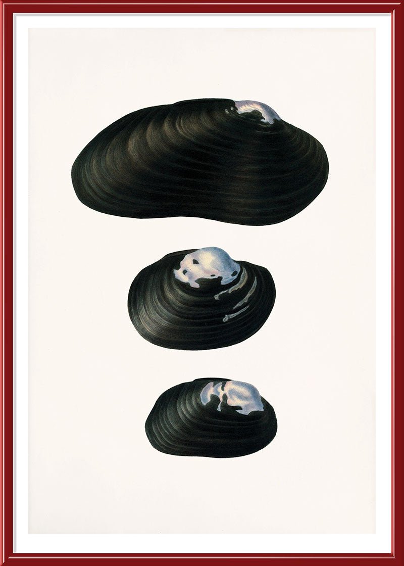 Freshwater Mussel