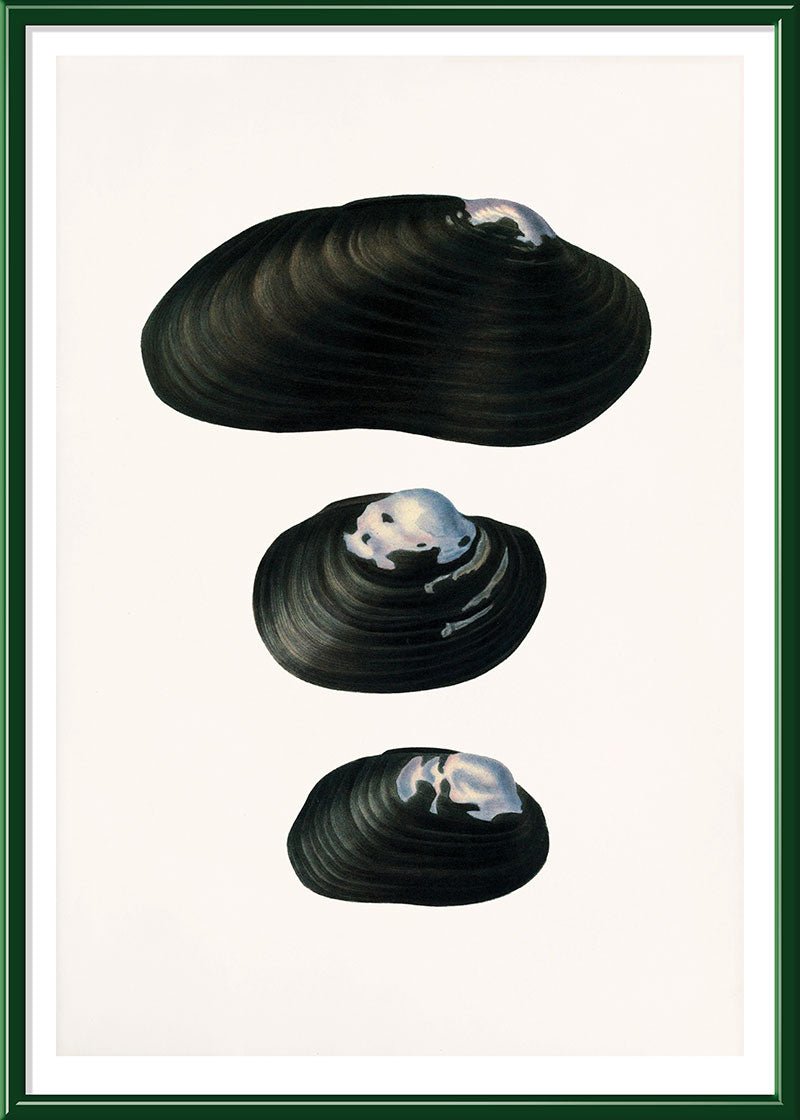 Freshwater Mussel