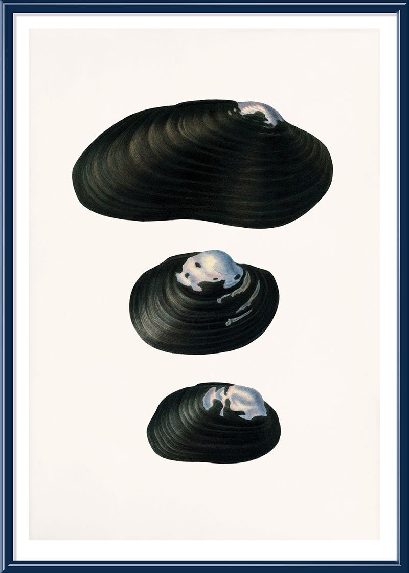 Freshwater Mussel