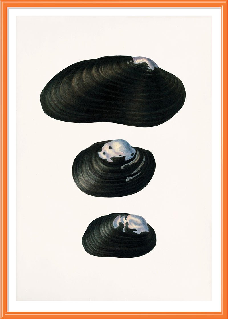 Freshwater Mussel