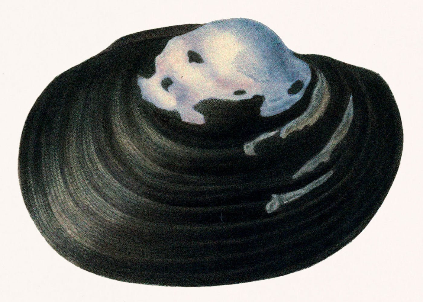Freshwater Mussel