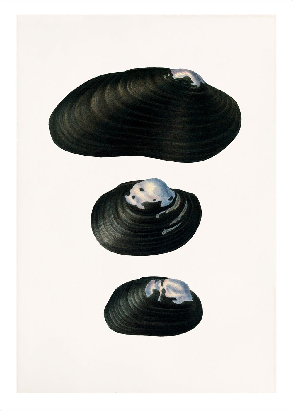 Freshwater Mussel