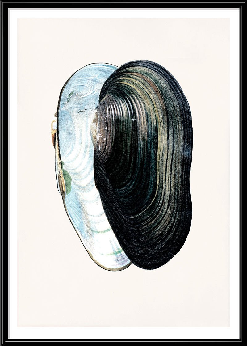 Swan Mussel