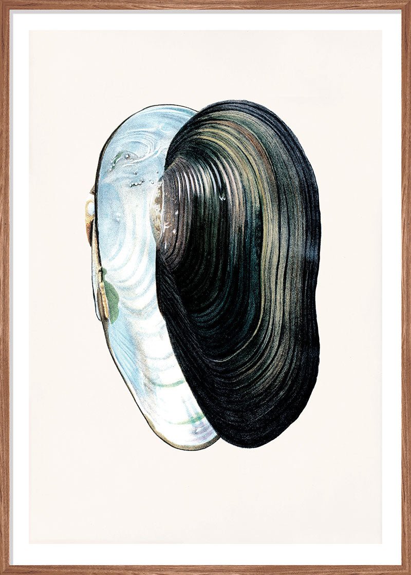 Swan Mussel