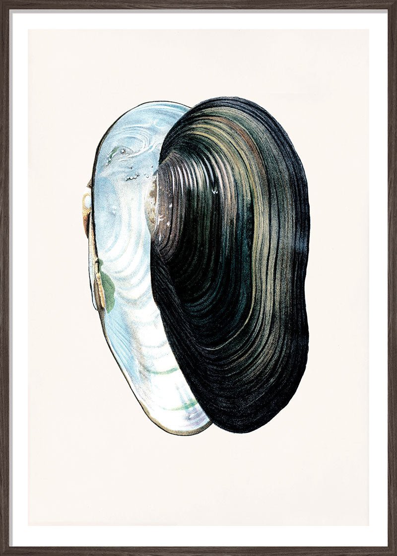 Swan Mussel