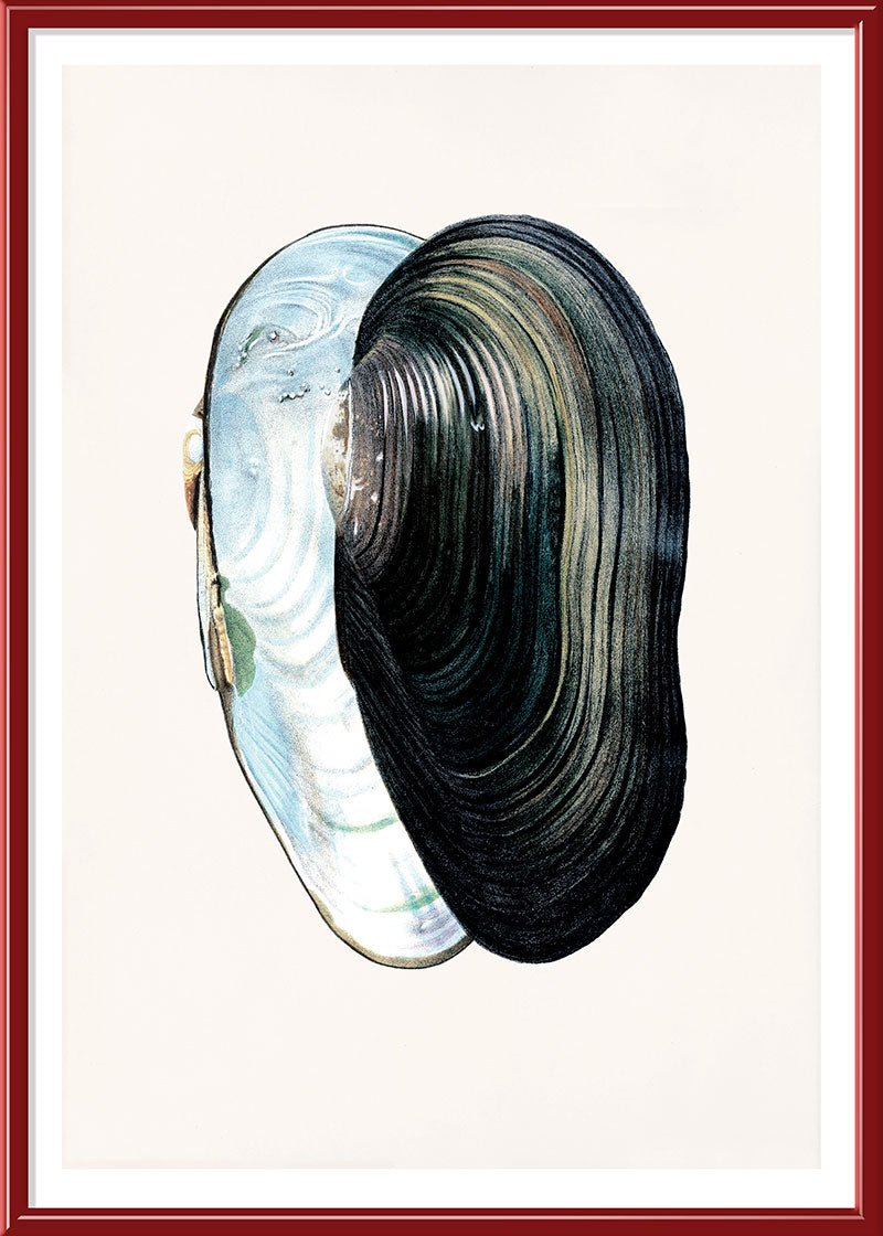 Swan Mussel