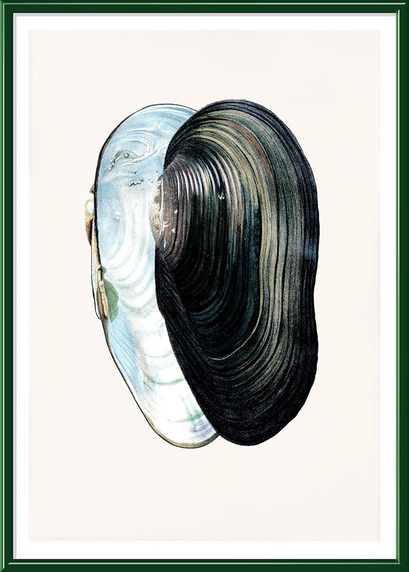 Swan Mussel