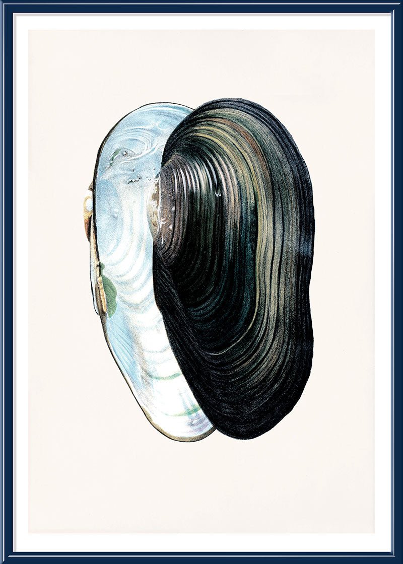 Swan Mussel