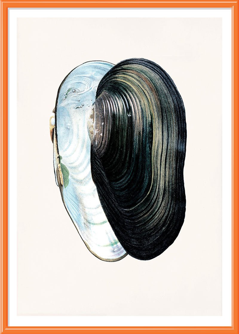 Swan Mussel