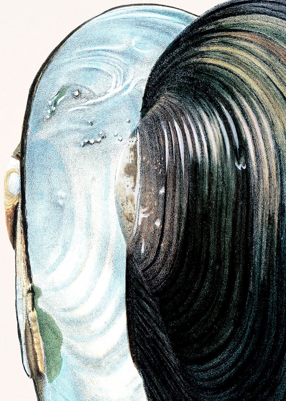 Swan Mussel