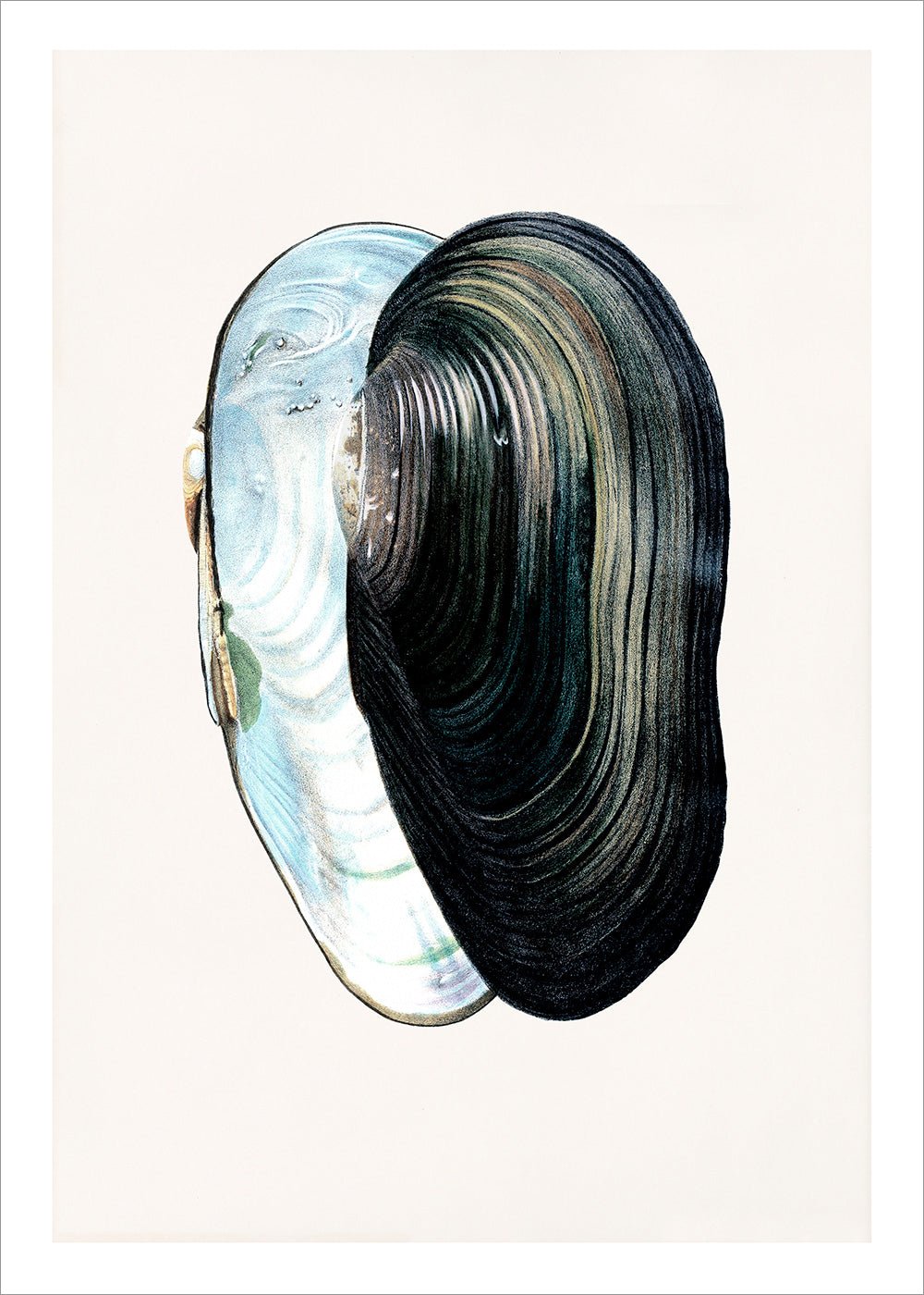 Swan Mussel