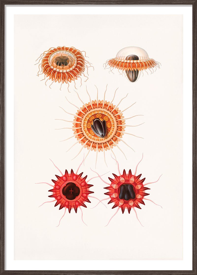 Crown Jellyfish