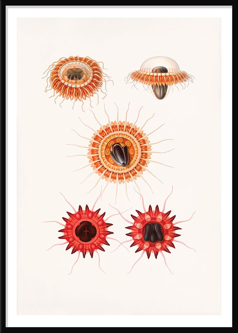 Crown Jellyfish