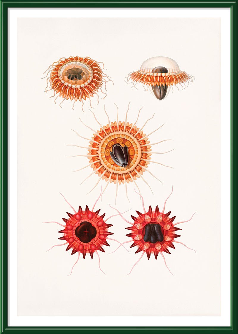 Crown Jellyfish