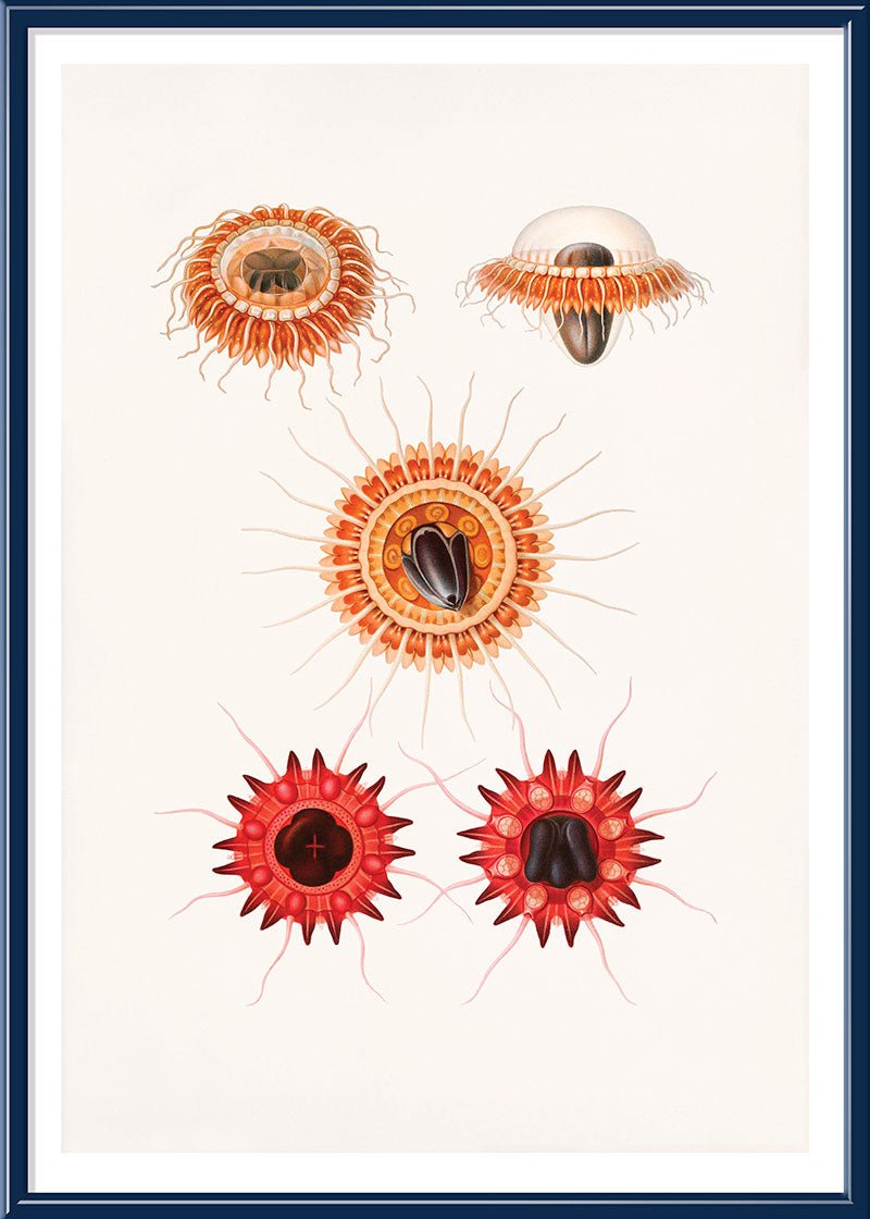 Crown Jellyfish