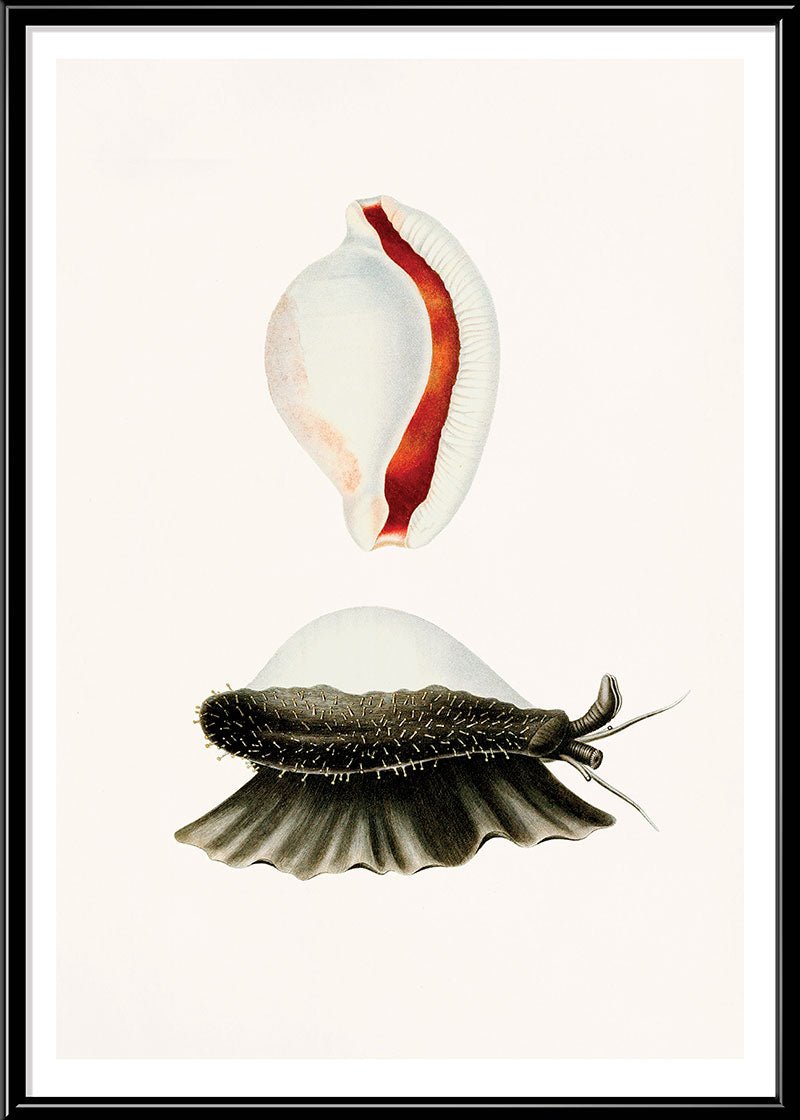 Sea Snail